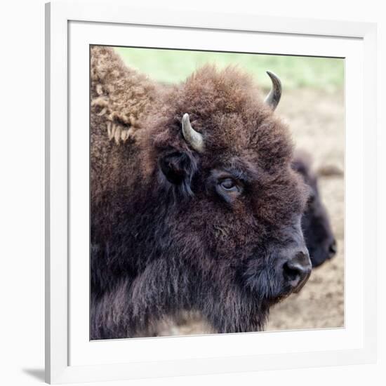 USA, Montana, Moiese. Bison portrait at National Bison Range.-Jaynes Gallery-Framed Photographic Print