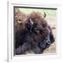 USA, Montana, Moiese. Bison portrait at National Bison Range.-Jaynes Gallery-Framed Photographic Print