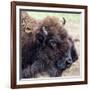 USA, Montana, Moiese. Bison portrait at National Bison Range.-Jaynes Gallery-Framed Photographic Print