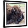 USA, Montana, Moiese. Bison portrait at National Bison Range.-Jaynes Gallery-Framed Photographic Print