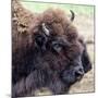 USA, Montana, Moiese. Bison portrait at National Bison Range.-Jaynes Gallery-Mounted Photographic Print