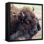 USA, Montana, Moiese. Bison portrait at National Bison Range.-Jaynes Gallery-Framed Stretched Canvas