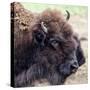 USA, Montana, Moiese. Bison portrait at National Bison Range.-Jaynes Gallery-Stretched Canvas