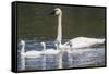 USA, Montana, Red Rock Lakes, Elk Lake, Trumpeter Swan swims with its chicks-Elizabeth Boehm-Framed Stretched Canvas