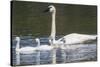 USA, Montana, Red Rock Lakes, Elk Lake, Trumpeter Swan swims with its chicks-Elizabeth Boehm-Stretched Canvas