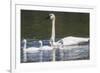 USA, Montana, Red Rock Lakes, Elk Lake, Trumpeter Swan swims with its chicks-Elizabeth Boehm-Framed Premium Photographic Print