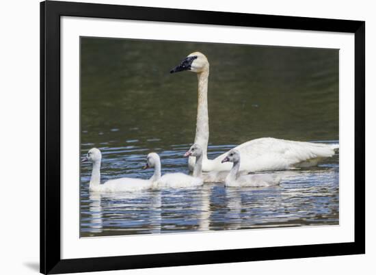 USA, Montana, Red Rock Lakes, Elk Lake, Trumpeter Swan swims with its chicks-Elizabeth Boehm-Framed Premium Photographic Print