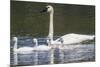 USA, Montana, Red Rock Lakes, Elk Lake, Trumpeter Swan swims with its chicks-Elizabeth Boehm-Mounted Premium Photographic Print