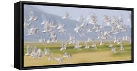 USA, Montana, Red Rock Lakes, Flock of Franklyns Gulls in Flight-Elizabeth Boehm-Framed Stretched Canvas
