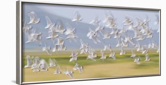 USA, Montana, Red Rock Lakes, Flock of Franklyns Gulls in Flight-Elizabeth Boehm-Framed Photographic Print