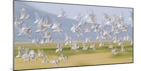 USA, Montana, Red Rock Lakes, Flock of Franklyns Gulls in Flight-Elizabeth Boehm-Mounted Photographic Print