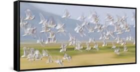 USA, Montana, Red Rock Lakes, Flock of Franklyns Gulls in Flight-Elizabeth Boehm-Framed Stretched Canvas