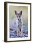 USA, Montana, Red Rock Lakes National Wildlife Refuge, Coyote pup standing in roadway-Elizabeth Boehm-Framed Photographic Print