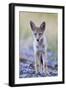USA, Montana, Red Rock Lakes National Wildlife Refuge, Coyote pup standing in roadway-Elizabeth Boehm-Framed Photographic Print