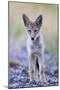 USA, Montana, Red Rock Lakes National Wildlife Refuge, Coyote pup standing in roadway-Elizabeth Boehm-Mounted Photographic Print