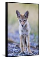 USA, Montana, Red Rock Lakes National Wildlife Refuge, Coyote pup standing in roadway-Elizabeth Boehm-Framed Stretched Canvas