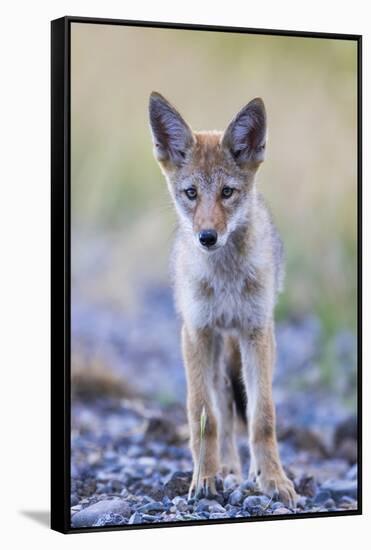 USA, Montana, Red Rock Lakes National Wildlife Refuge, Coyote pup standing in roadway-Elizabeth Boehm-Framed Stretched Canvas