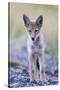 USA, Montana, Red Rock Lakes National Wildlife Refuge, Coyote pup standing in roadway-Elizabeth Boehm-Stretched Canvas