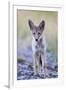 USA, Montana, Red Rock Lakes National Wildlife Refuge, Coyote pup standing in roadway-Elizabeth Boehm-Framed Photographic Print