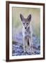 USA, Montana, Red Rock Lakes National Wildlife Refuge, Coyote pup standing in roadway-Elizabeth Boehm-Framed Photographic Print