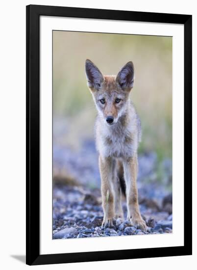 USA, Montana, Red Rock Lakes National Wildlife Refuge, Coyote pup standing in roadway-Elizabeth Boehm-Framed Photographic Print