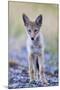 USA, Montana, Red Rock Lakes National Wildlife Refuge, Coyote pup standing in roadway-Elizabeth Boehm-Mounted Photographic Print