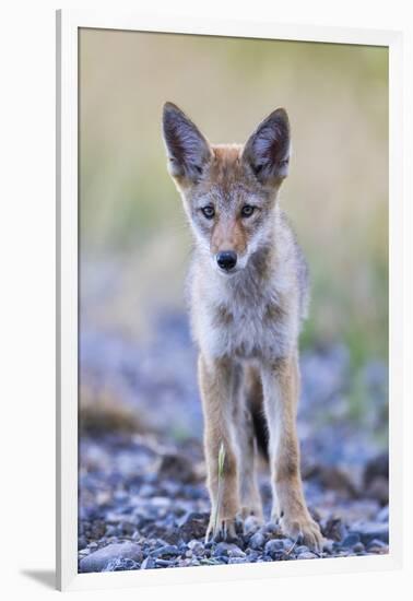 USA, Montana, Red Rock Lakes National Wildlife Refuge, Coyote pup standing in roadway-Elizabeth Boehm-Framed Photographic Print