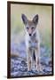 USA, Montana, Red Rock Lakes National Wildlife Refuge, Coyote pup standing in roadway-Elizabeth Boehm-Framed Photographic Print