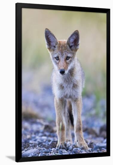 USA, Montana, Red Rock Lakes National Wildlife Refuge, Coyote pup standing in roadway-Elizabeth Boehm-Framed Photographic Print