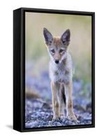 USA, Montana, Red Rock Lakes National Wildlife Refuge, Coyote pup standing in roadway-Elizabeth Boehm-Framed Stretched Canvas