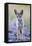 USA, Montana, Red Rock Lakes National Wildlife Refuge, Coyote pup standing in roadway-Elizabeth Boehm-Framed Stretched Canvas