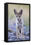 USA, Montana, Red Rock Lakes National Wildlife Refuge, Coyote pup standing in roadway-Elizabeth Boehm-Framed Stretched Canvas