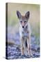 USA, Montana, Red Rock Lakes National Wildlife Refuge, Coyote pup standing in roadway-Elizabeth Boehm-Stretched Canvas