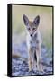 USA, Montana, Red Rock Lakes National Wildlife Refuge, Coyote pup standing in roadway-Elizabeth Boehm-Framed Stretched Canvas