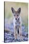 USA, Montana, Red Rock Lakes National Wildlife Refuge, Coyote pup standing in roadway-Elizabeth Boehm-Stretched Canvas