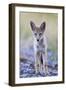 USA, Montana, Red Rock Lakes National Wildlife Refuge, Coyote pup standing in roadway-Elizabeth Boehm-Framed Premium Photographic Print