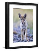 USA, Montana, Red Rock Lakes National Wildlife Refuge, Coyote pup standing in roadway-Elizabeth Boehm-Framed Photographic Print