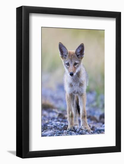 USA, Montana, Red Rock Lakes National Wildlife Refuge, Coyote pup standing in roadway-Elizabeth Boehm-Framed Photographic Print