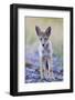 USA, Montana, Red Rock Lakes National Wildlife Refuge, Coyote pup standing in roadway-Elizabeth Boehm-Framed Photographic Print