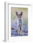 USA, Montana, Red Rock Lakes National Wildlife Refuge, Coyote pup standing in roadway-Elizabeth Boehm-Framed Photographic Print