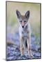 USA, Montana, Red Rock Lakes National Wildlife Refuge, Coyote pup standing in roadway-Elizabeth Boehm-Mounted Photographic Print