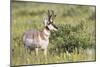 USA, Montana, Red Rock Lakes National Wildlife Refuge, Pronghorn Antelope-Elizabeth Boehm-Mounted Photographic Print