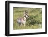 USA, Montana, Red Rock Lakes National Wildlife Refuge, Pronghorn Antelope-Elizabeth Boehm-Framed Photographic Print