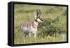 USA, Montana, Red Rock Lakes National Wildlife Refuge, Pronghorn Antelope-Elizabeth Boehm-Framed Stretched Canvas