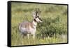 USA, Montana, Red Rock Lakes National Wildlife Refuge, Pronghorn Antelope-Elizabeth Boehm-Framed Stretched Canvas