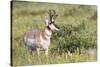 USA, Montana, Red Rock Lakes National Wildlife Refuge, Pronghorn Antelope-Elizabeth Boehm-Stretched Canvas