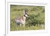 USA, Montana, Red Rock Lakes National Wildlife Refuge, Pronghorn Antelope-Elizabeth Boehm-Framed Premium Photographic Print