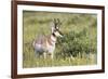 USA, Montana, Red Rock Lakes National Wildlife Refuge, Pronghorn Antelope-Elizabeth Boehm-Framed Premium Photographic Print