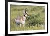 USA, Montana, Red Rock Lakes National Wildlife Refuge, Pronghorn Antelope-Elizabeth Boehm-Framed Premium Photographic Print