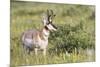 USA, Montana, Red Rock Lakes National Wildlife Refuge, Pronghorn Antelope-Elizabeth Boehm-Mounted Premium Photographic Print